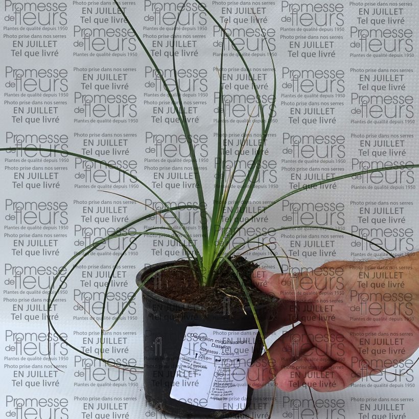 Dasylirion miquihuanensis - Sotol 12cm pot sample as delivered in summer