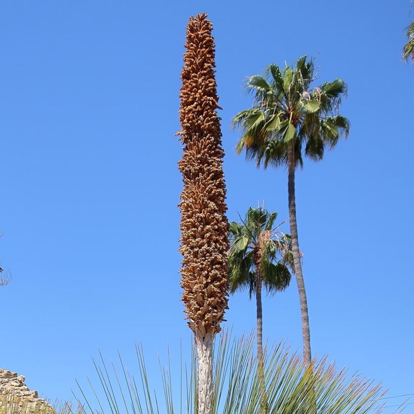 Dasylirion quadrangulatum - Sotol (Flowering)