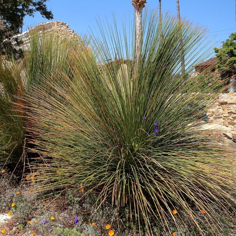 Dasylirion quadrangulatum - Sotol (Plant habit)