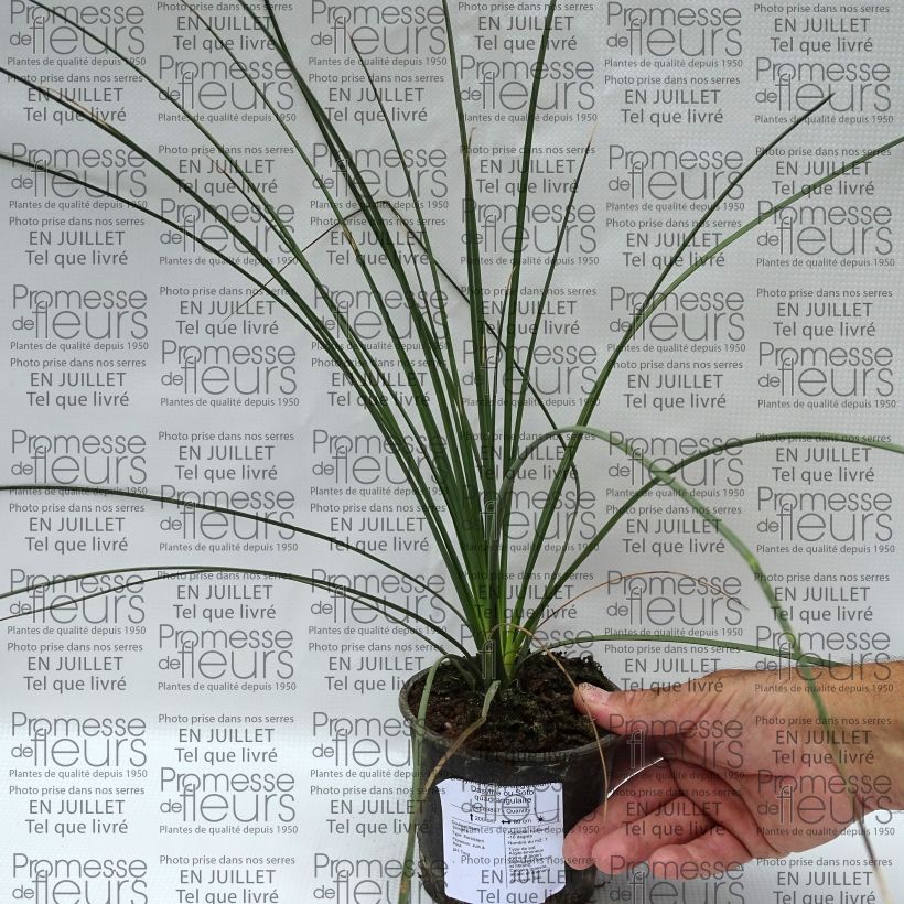 Dasylirion quadrangulatum - Sotol 12cm pot sample as delivered in summer
