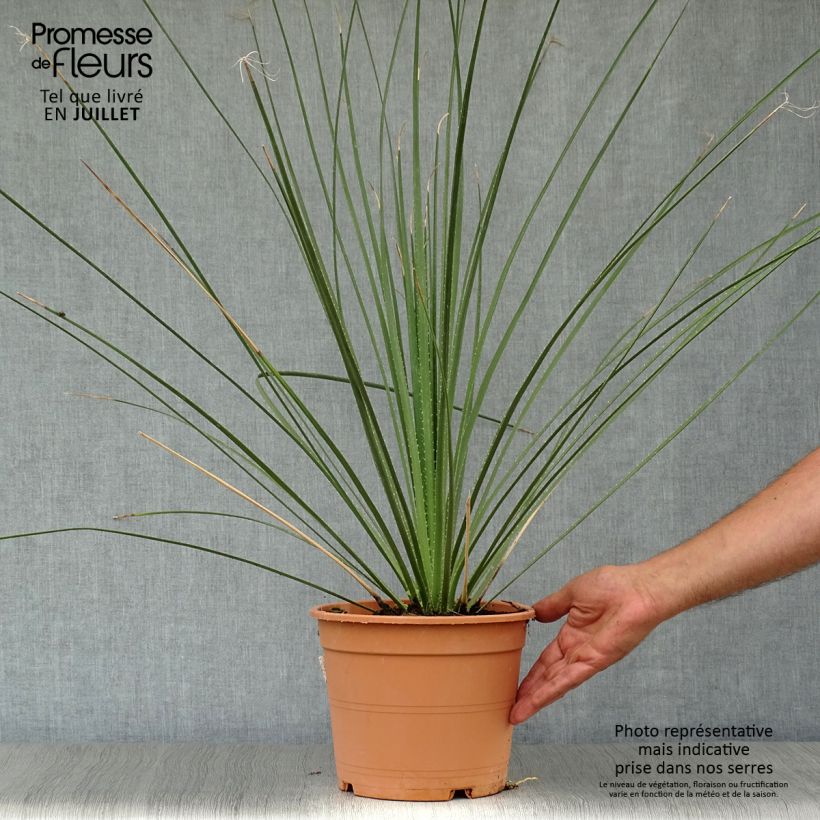 Dasylirion serratifolium - Sotol 7.5L/10L pot sample as delivered in summer