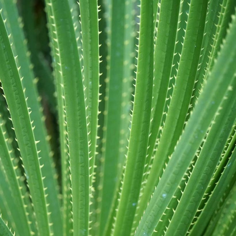 Dasylirion texanum - Sotol (Foliage)