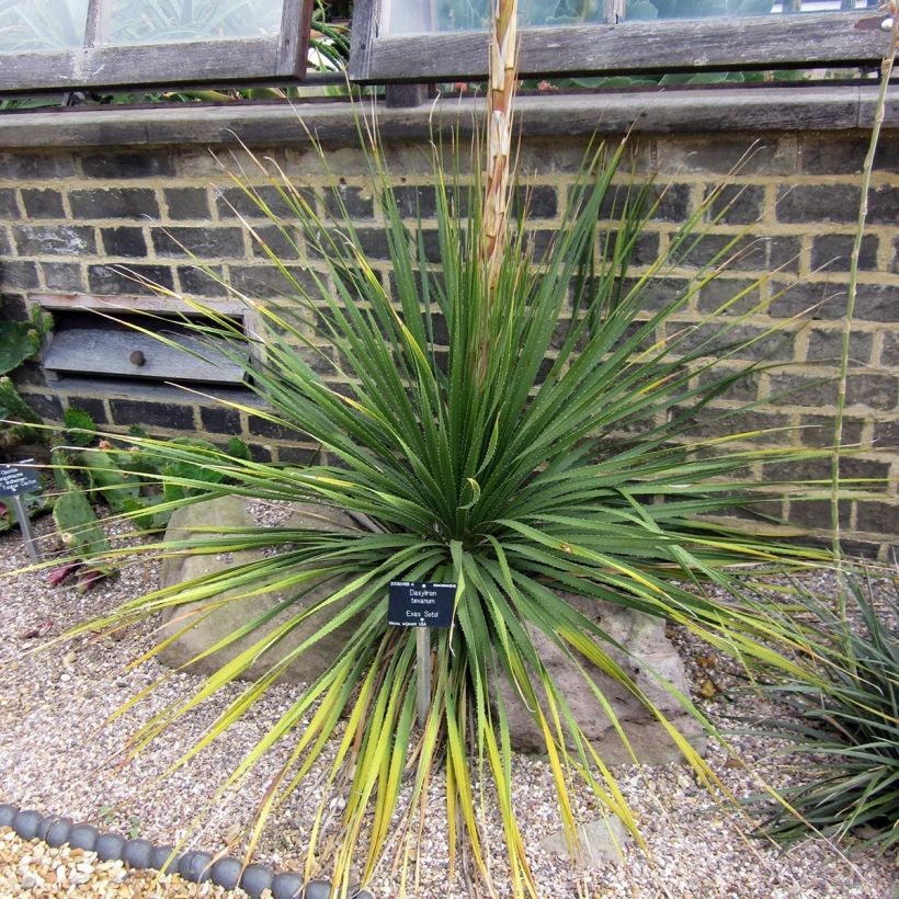 Dasylirion texanum - Sotol (Plant habit)