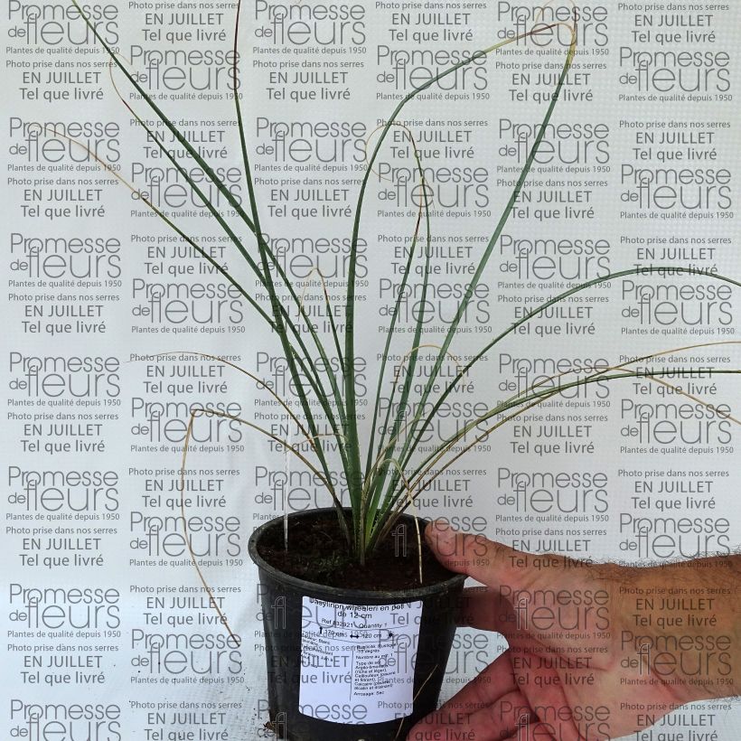 Dasylirion wheeleri - Sotol 3L/4L pot sample as delivered in summer