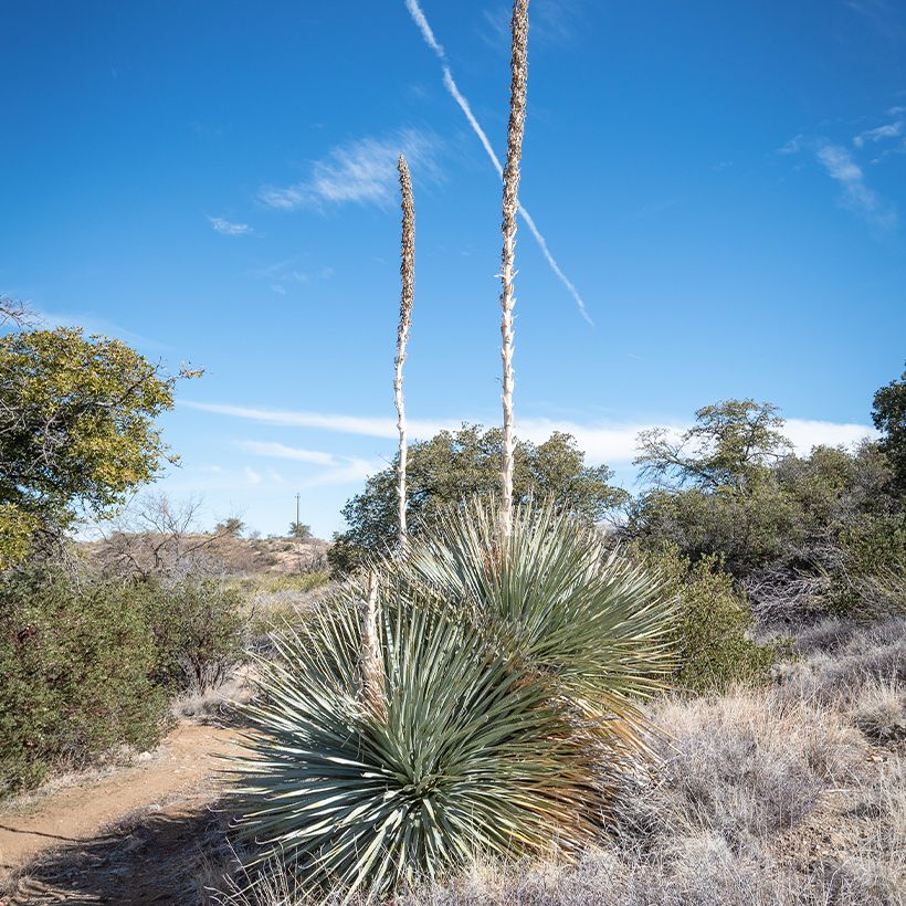 Dasylirion wheeleri - Sotol (Plant habit)