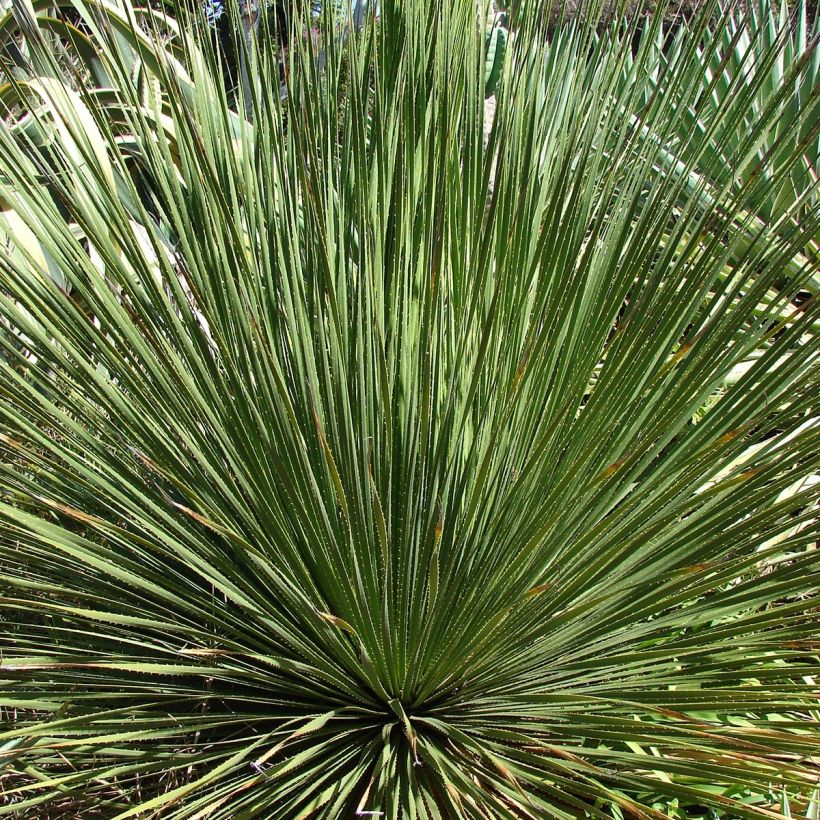 Dasylirion wheeleri - Sotol (Foliage)