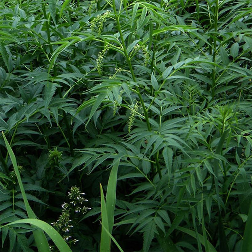 Datisca cannabina - Cretan Hemp (Foliage)