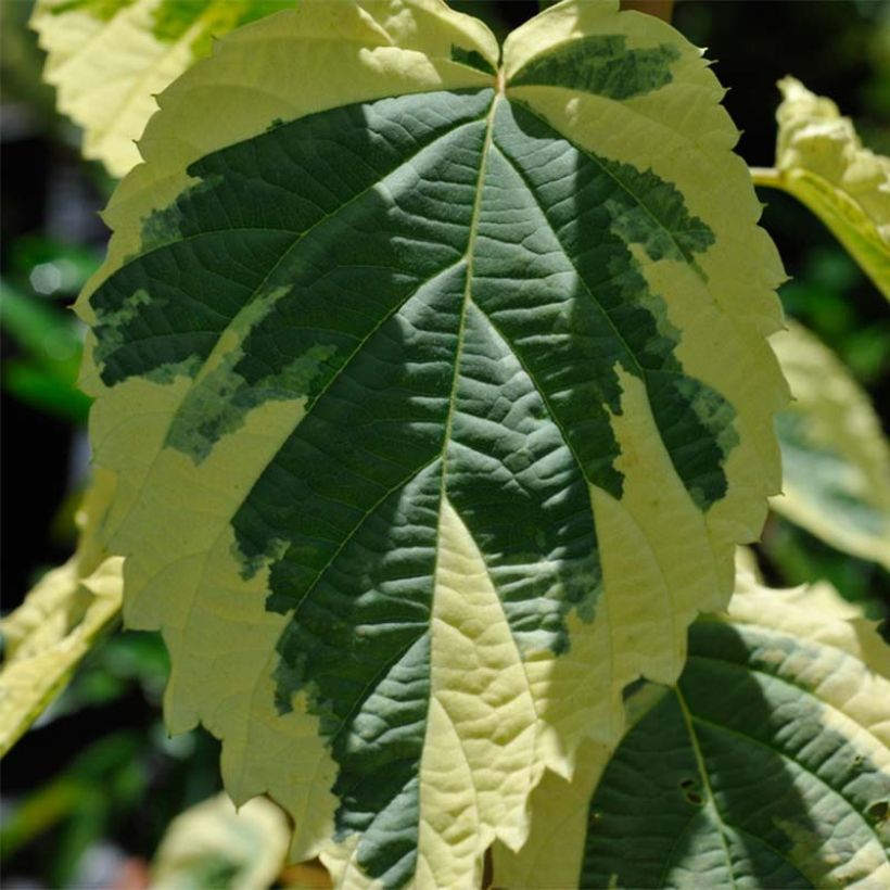 Davidia involucrata Lady Sunshine - Dove Tree (Foliage)