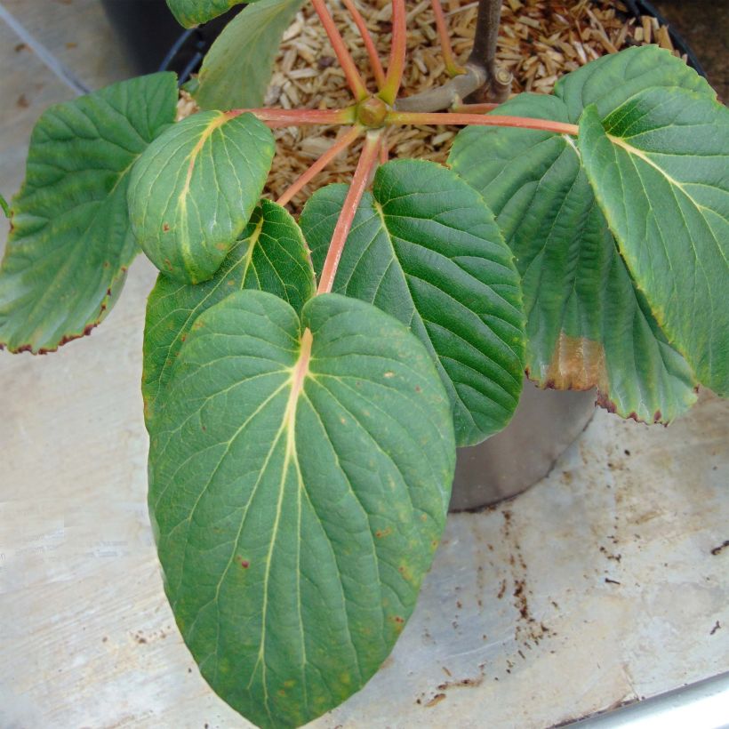 Davidia involucrata Sonoma - Dove Tree (Foliage)