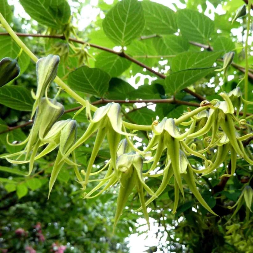 Decaisnea fargesii - Blue sausage fruit (Flowering)