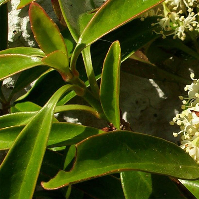 Decumaria sinensis (Foliage)