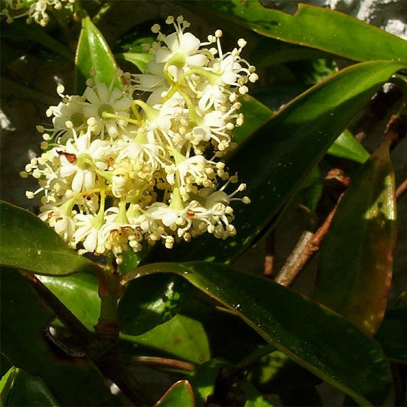 Decumaria sinensis (Flowering)