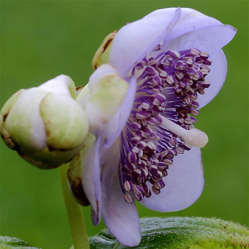 Deinanthe caerulea (Flowering)