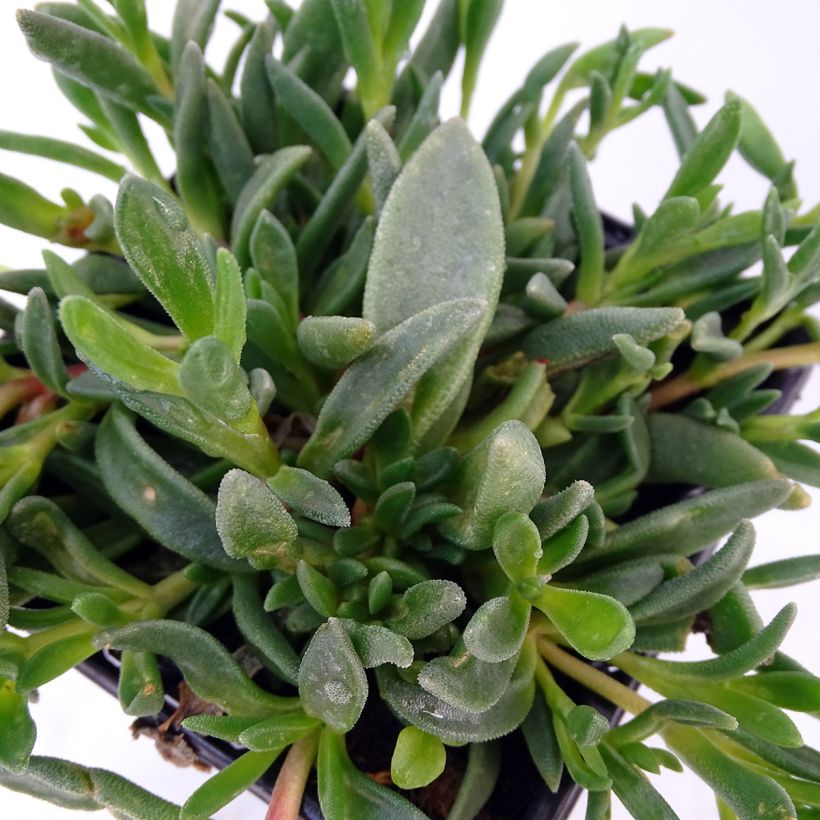 Delosperma cooperi Table Mountain (Foliage)