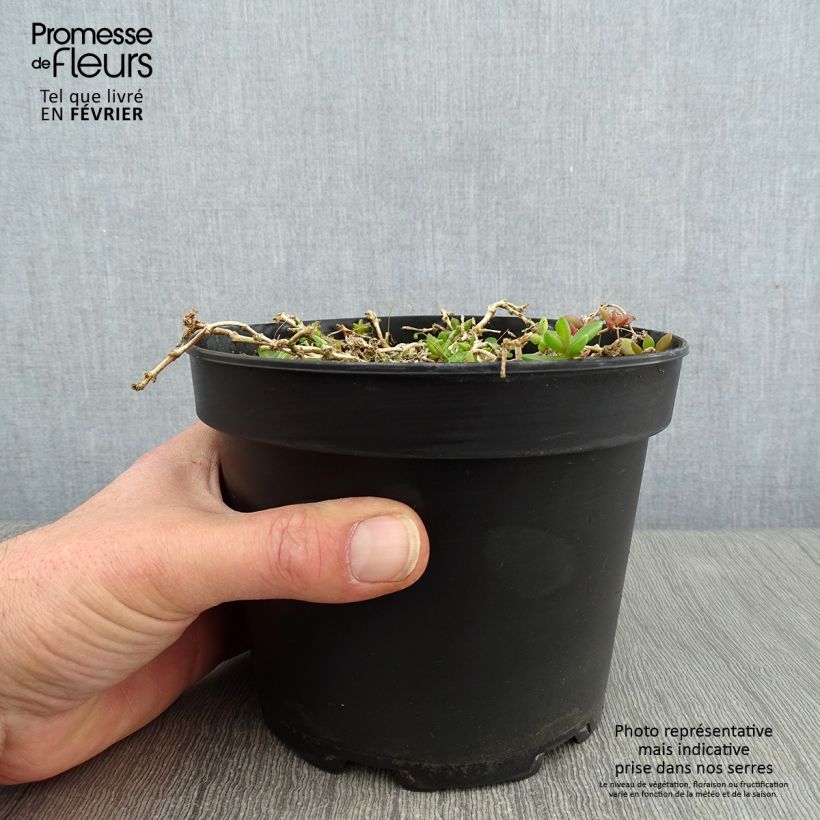 Delosperma cooperi Table Mountain 2L/3L pot sample as delivered in winter