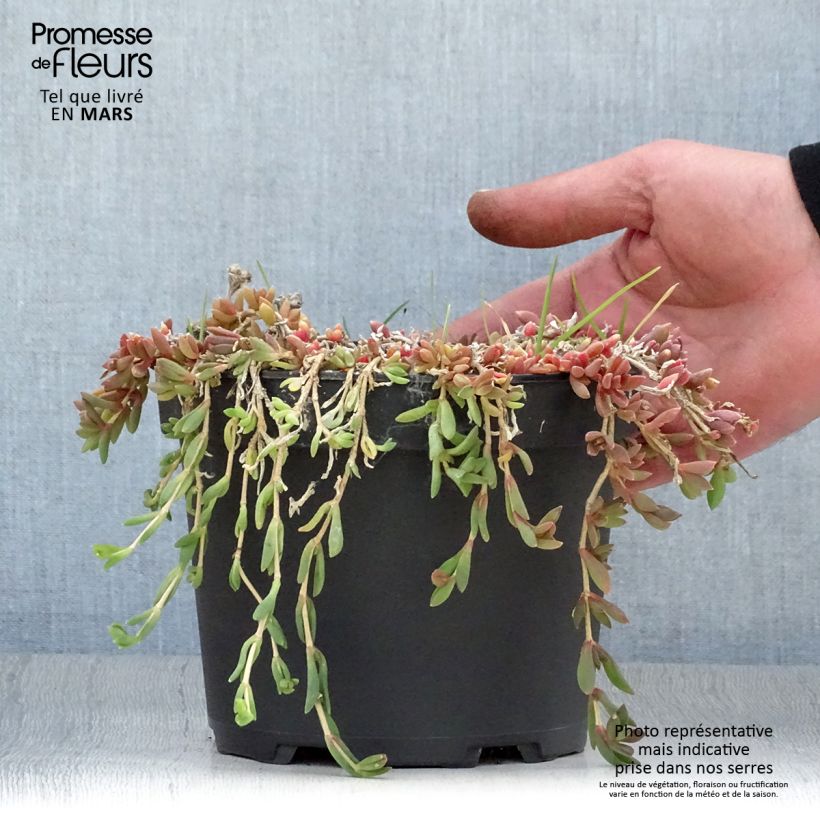 Delosperma cooperi Table Mountain 2L/3L pot sample as delivered in spring