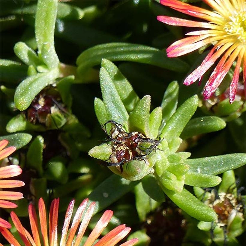 Delosperma Wheels of Wonder Fire - Ice Plant (Foliage)