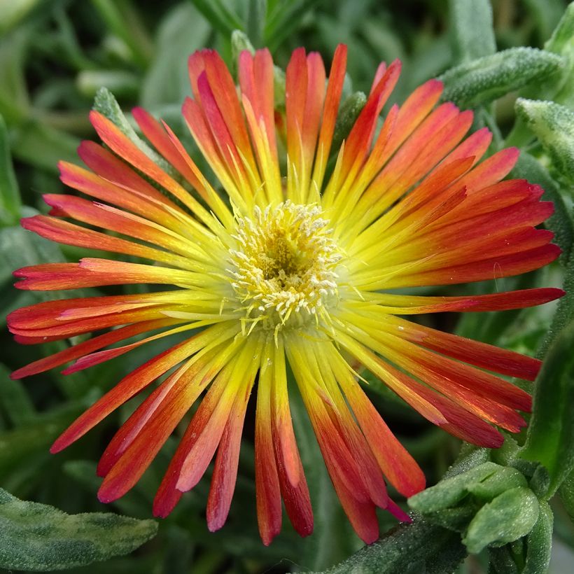 Delosperma Wheels of Wonder Fire - Ice Plant (Flowering)