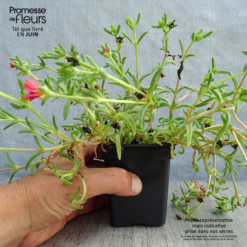 Delosperma Wheels of Wonder Fire - Ice Plant 7/8 cm pot sample as delivered in summer