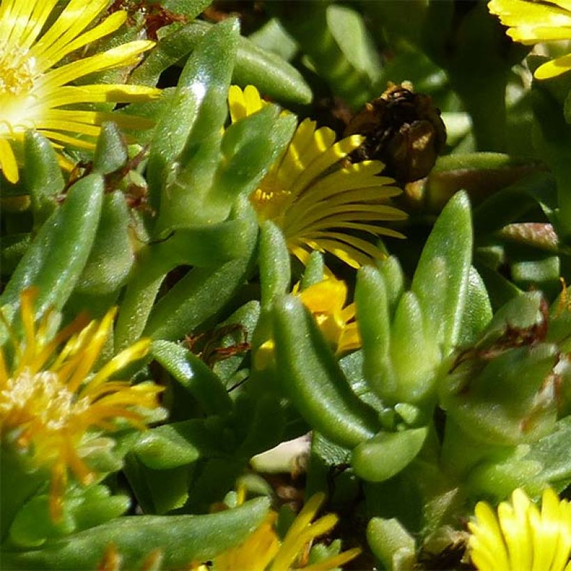 Delosperma Wheels of Wonder Golden - Ice Plant (Foliage)