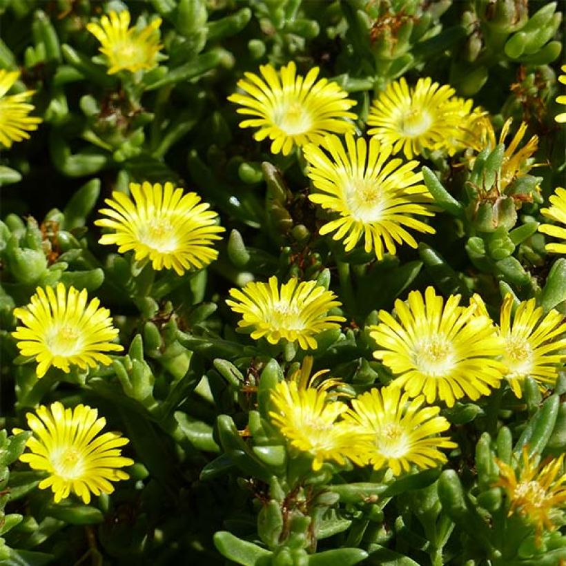 Delosperma Wheels of Wonder Golden - Ice Plant (Flowering)