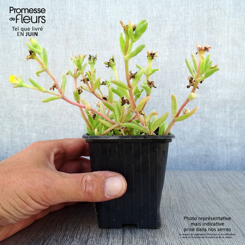 Delosperma Wheels of Wonder Golden - Ice Plant 7/8 cm pot sample as delivered in summer