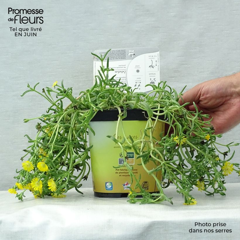 Delosperma Wheels of Wonder Golden - Ice Plant 2L/3L pot sample as delivered in summer