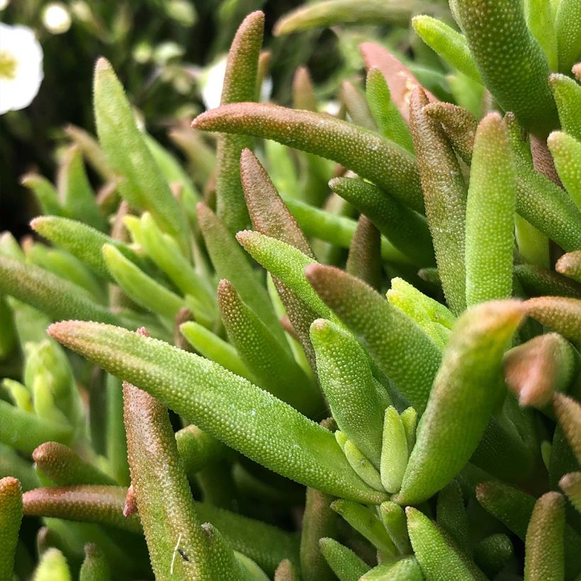 Delosperma Wheels of Wonder Hot Pink - Ice Plant (Foliage)