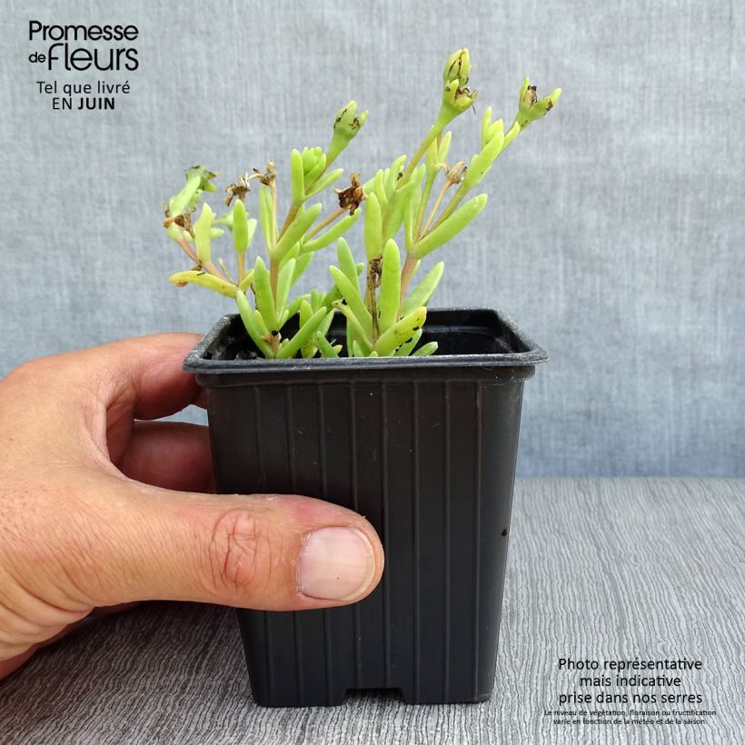 Delosperma Wheels of Wonder Hot Pink - Ice Plant 7/8 cm pot sample as delivered in summer