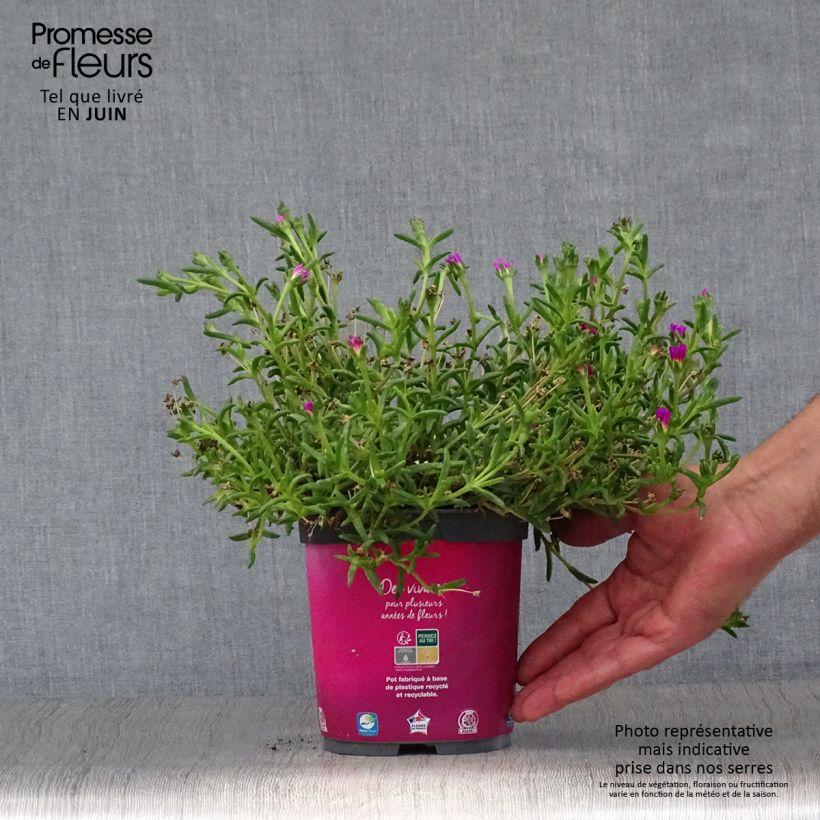Delosperma Wheels of Wonder Hot Pink - Ice Plant 2L/3L pot sample as delivered in summer