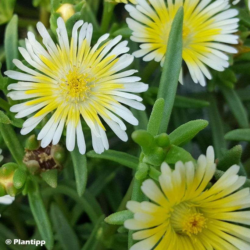 Delosperma Wheels of Wonder Limoncello - Ice Plant (Foliage)