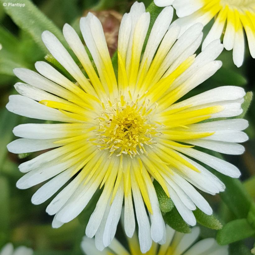 Delosperma Wheels of Wonder Limoncello - Ice Plant (Flowering)