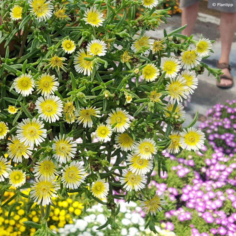 Delosperma Wheels of Wonder Limoncello - Ice Plant (Plant habit)