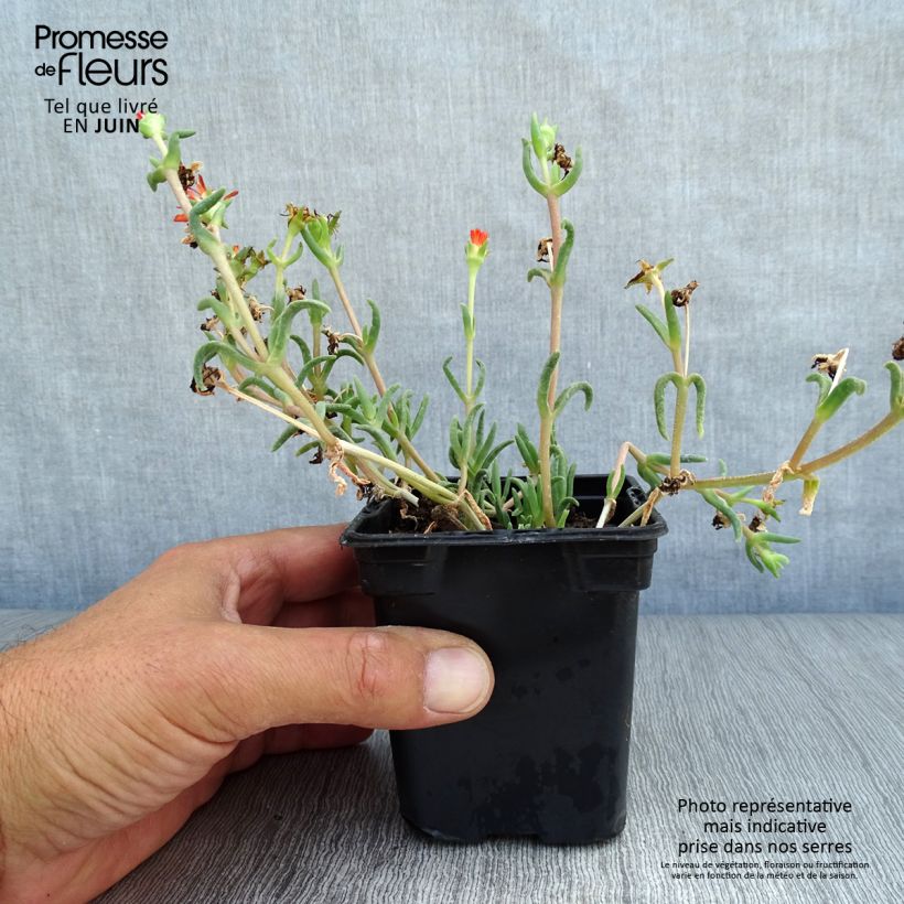 Delosperma Wheels of Wonder Orange - Ice Plant 7/8 cm pot sample as delivered in summer