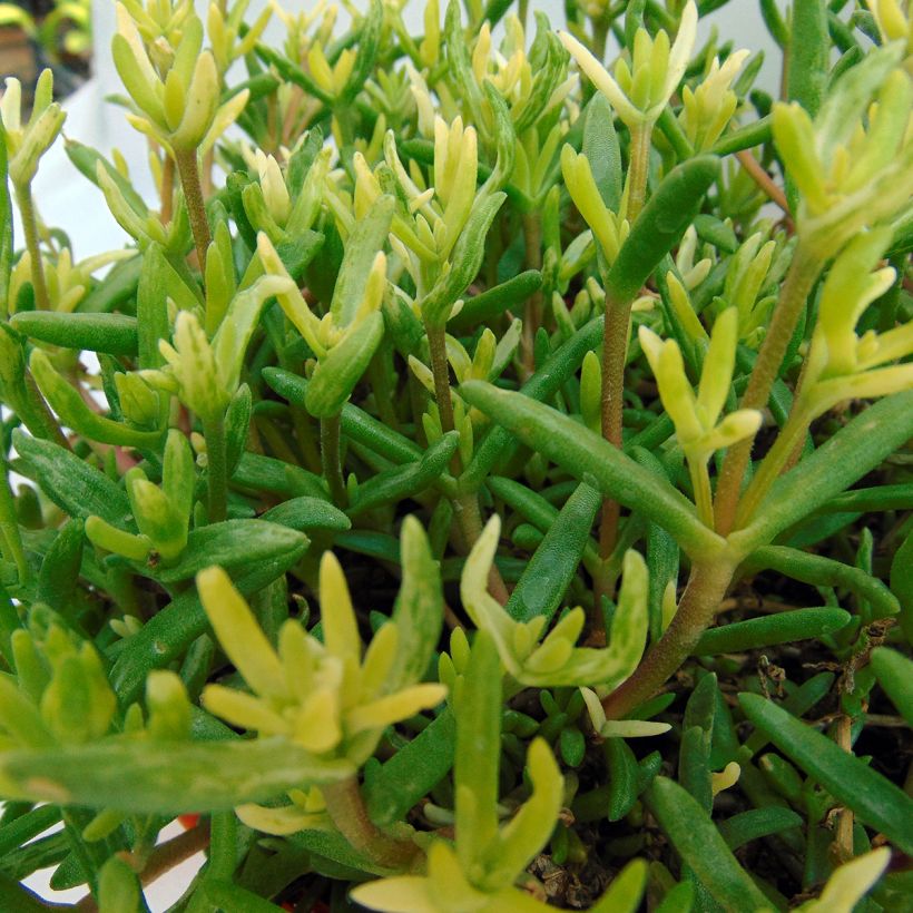 Delosperma Wheels of Wonder Orange - Ice Plant (Foliage)