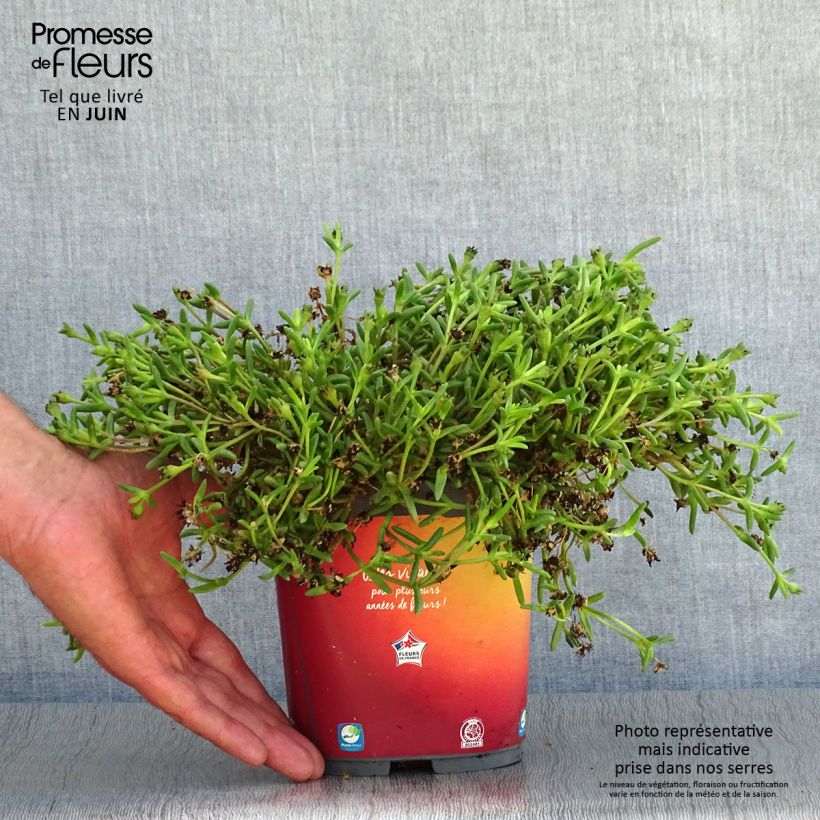Delosperma Wheels of Wonder Orange - Ice Plant 2L/3L pot sample as delivered in summer