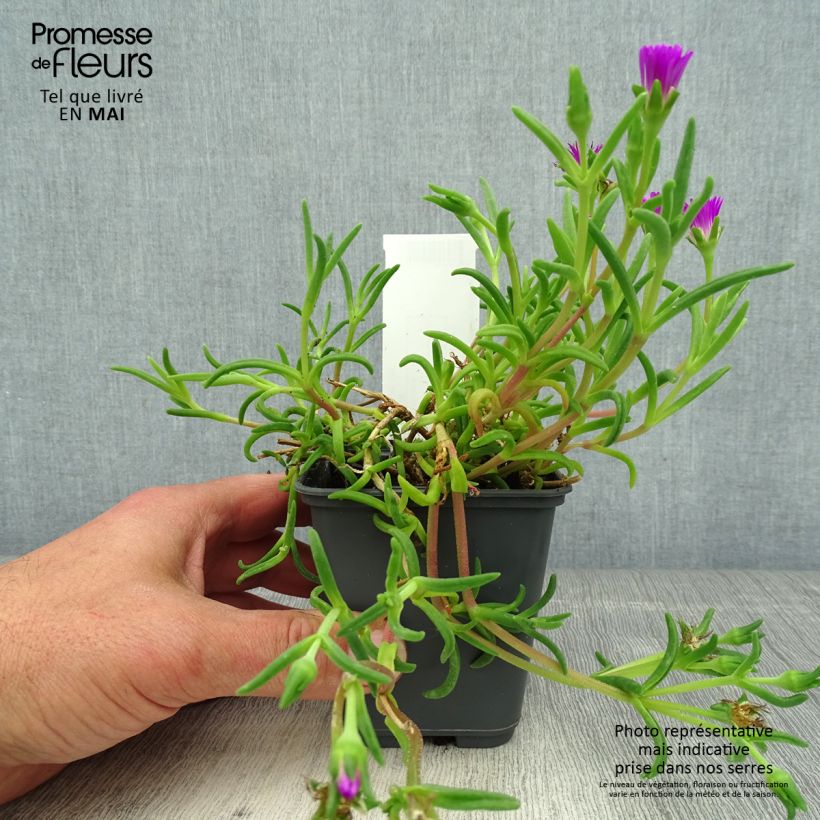 Delosperma Wheels of Wonder Violet 8/9 cm pot sample as delivered in spring