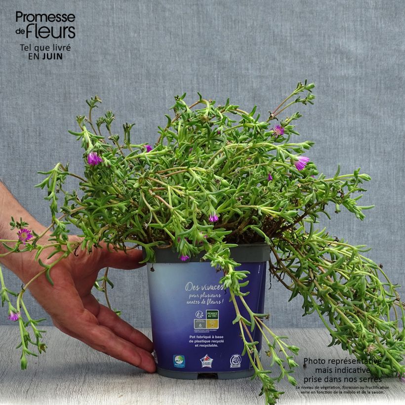 Delosperma Wheels of Wonder Violet 2L/3L pot sample as delivered in summer