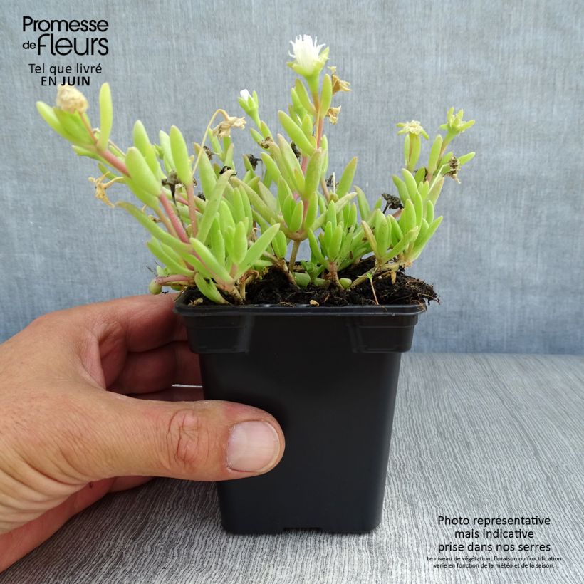 Delosperma Wheels of Wonder White - Ice Plant 7/8 cm pot sample as delivered in summer