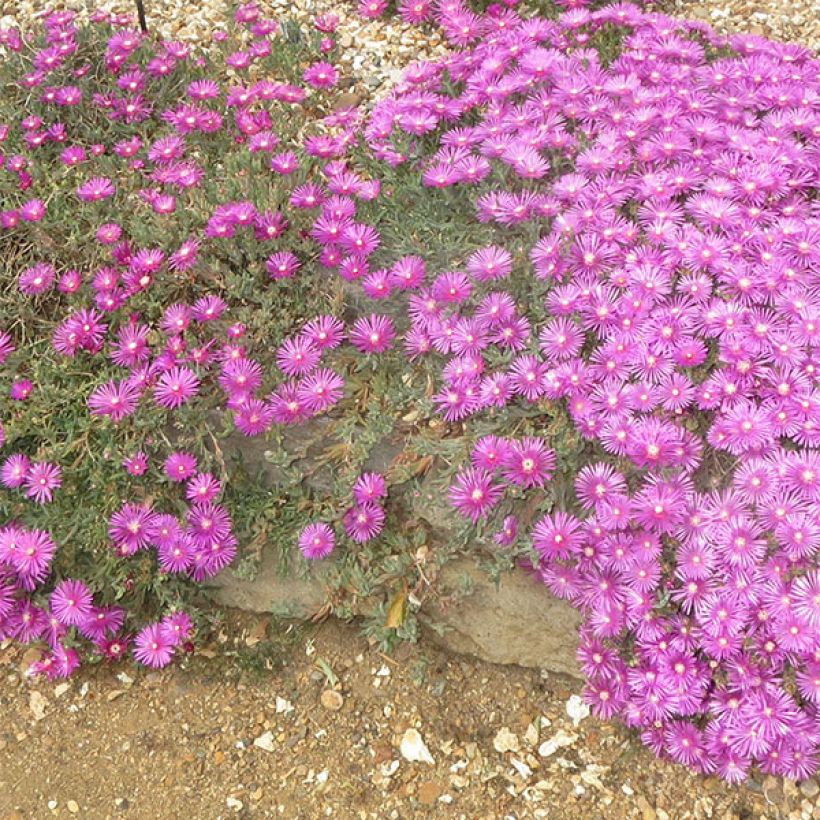 Delosperma cooperi (Flowering)