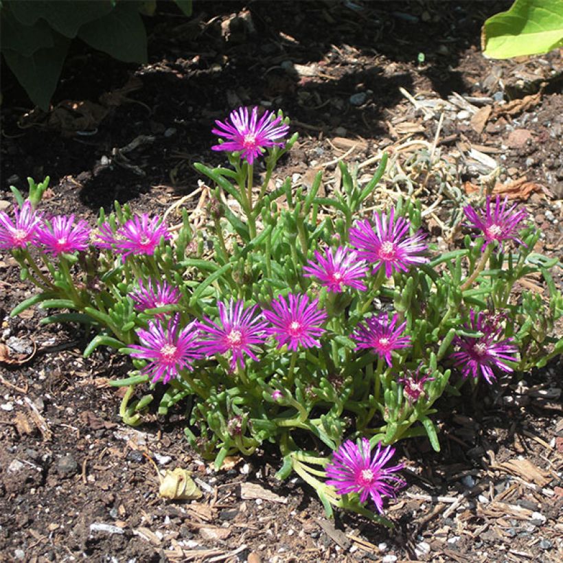 Delosperma cooperi (Plant habit)