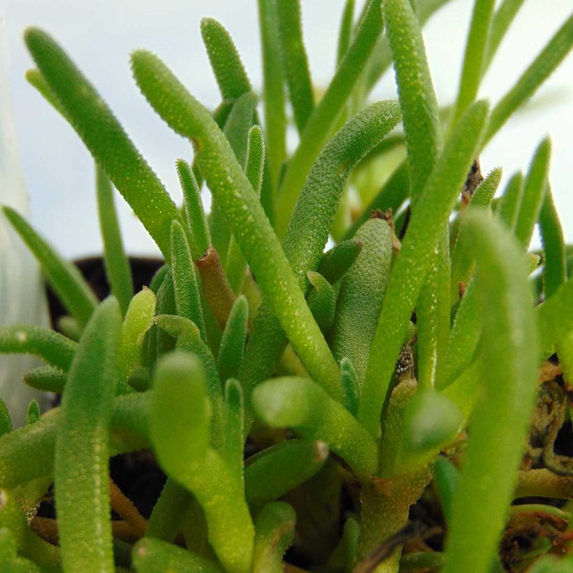 Delosperma cooperi (Foliage)