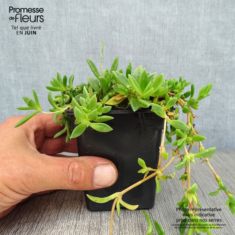Delosperma cooperi 7/8 cm pot sample as delivered in summer