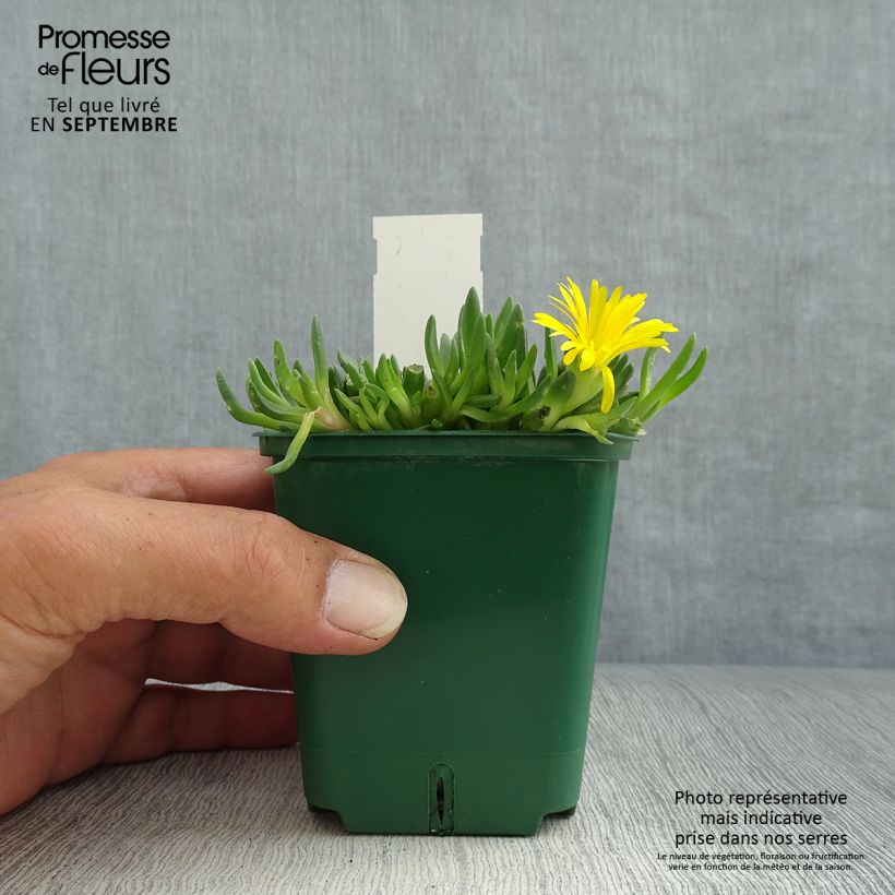 Delosperma deschampsii 8/9 cm pot sample as delivered in autumn