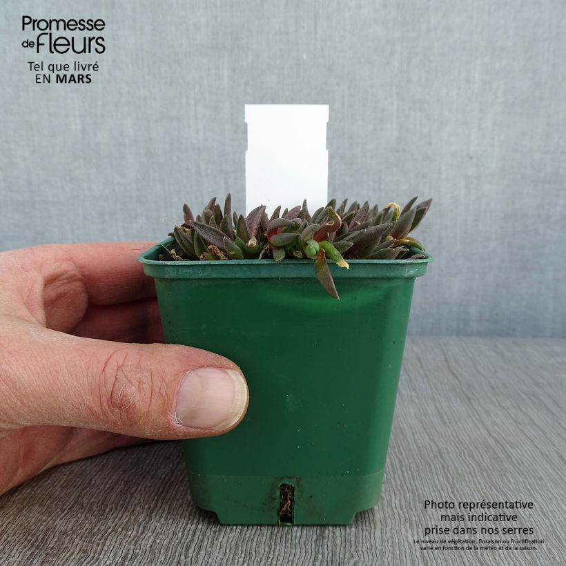 Delosperma deschampsii sample as delivered in winter