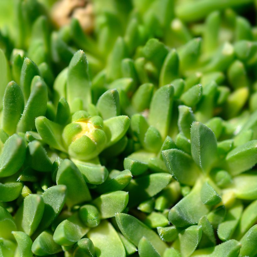 Delosperma deschampsii (Foliage)