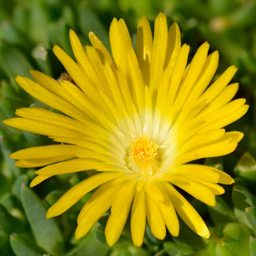 Delosperma deschampsii (Flowering)