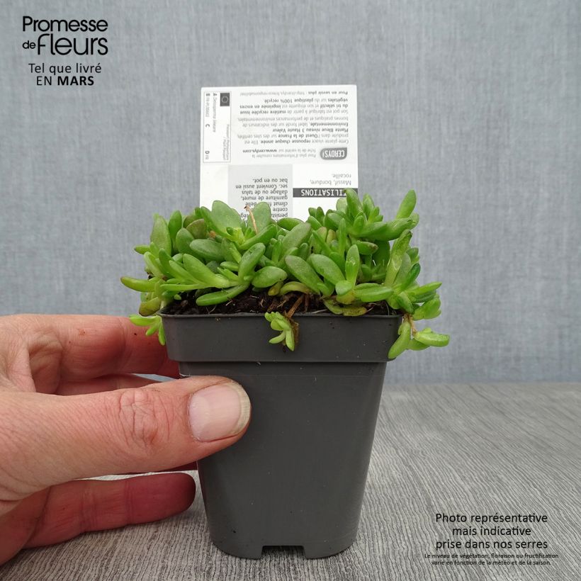Delosperma lineare - Ficoïde jaune, Pourpier vivace Godet de 8/9 cm sample as delivered in spring