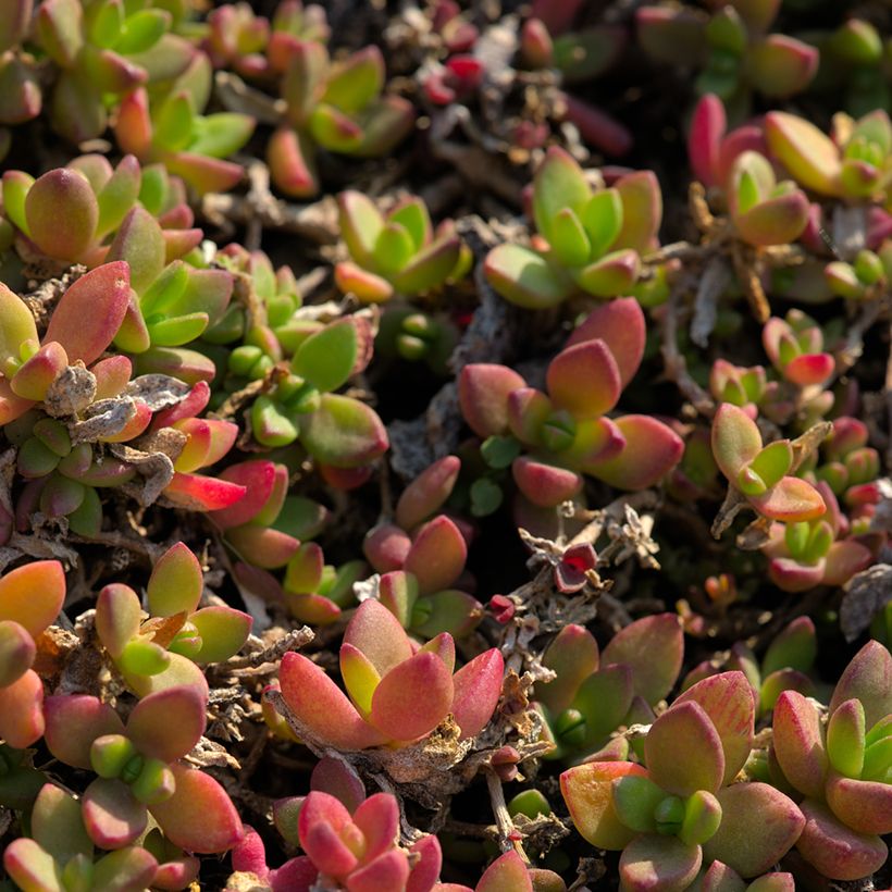 Delosperma lineare (Foliage)