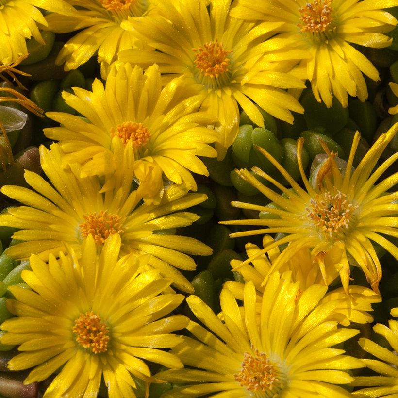 Delosperma lineare (Flowering)